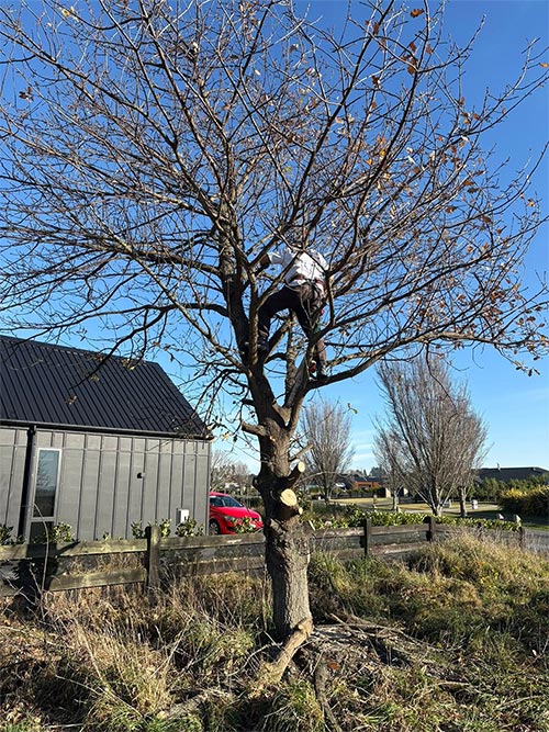 Tree pruning & removal